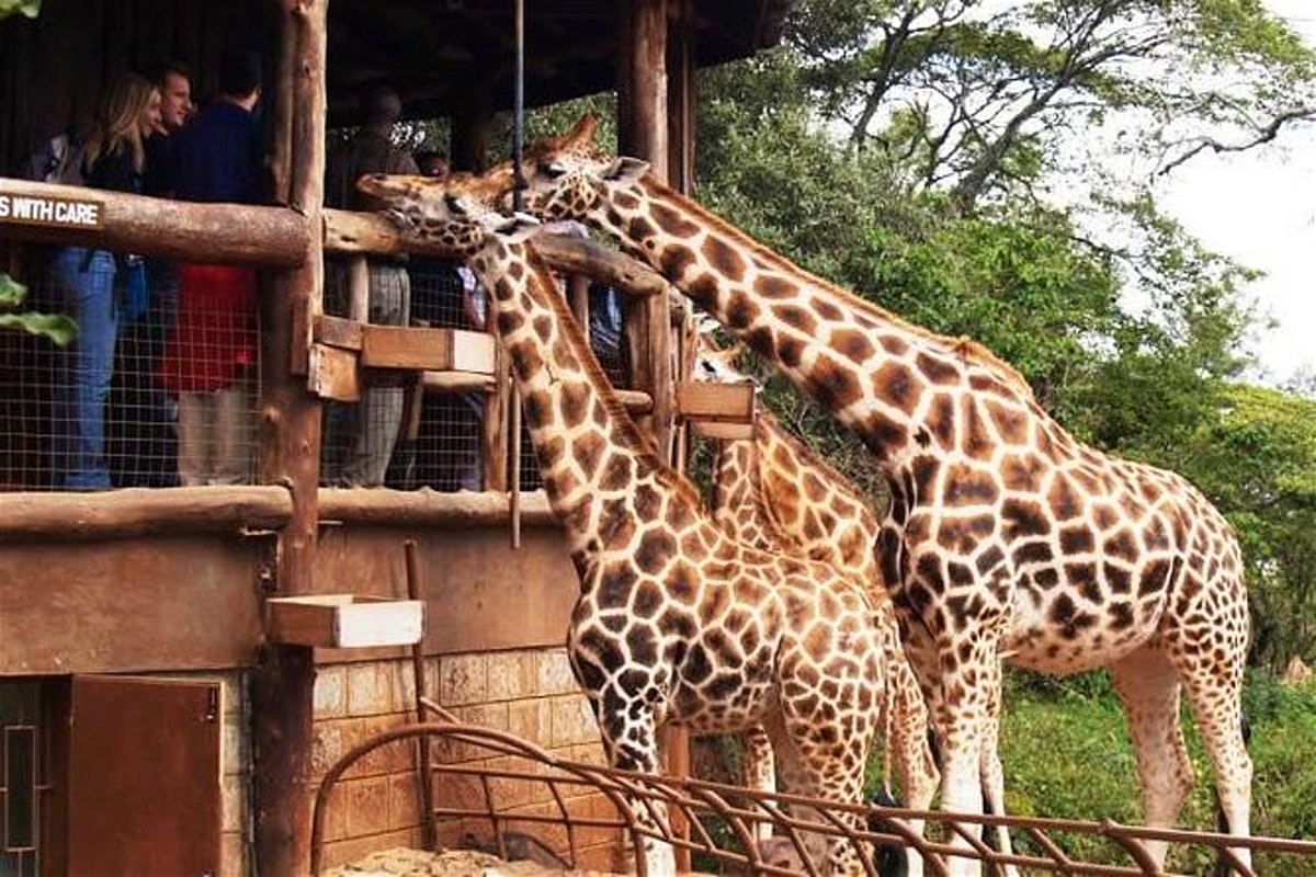 giraf image from wild life