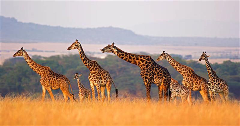 new image of nairobi in webp