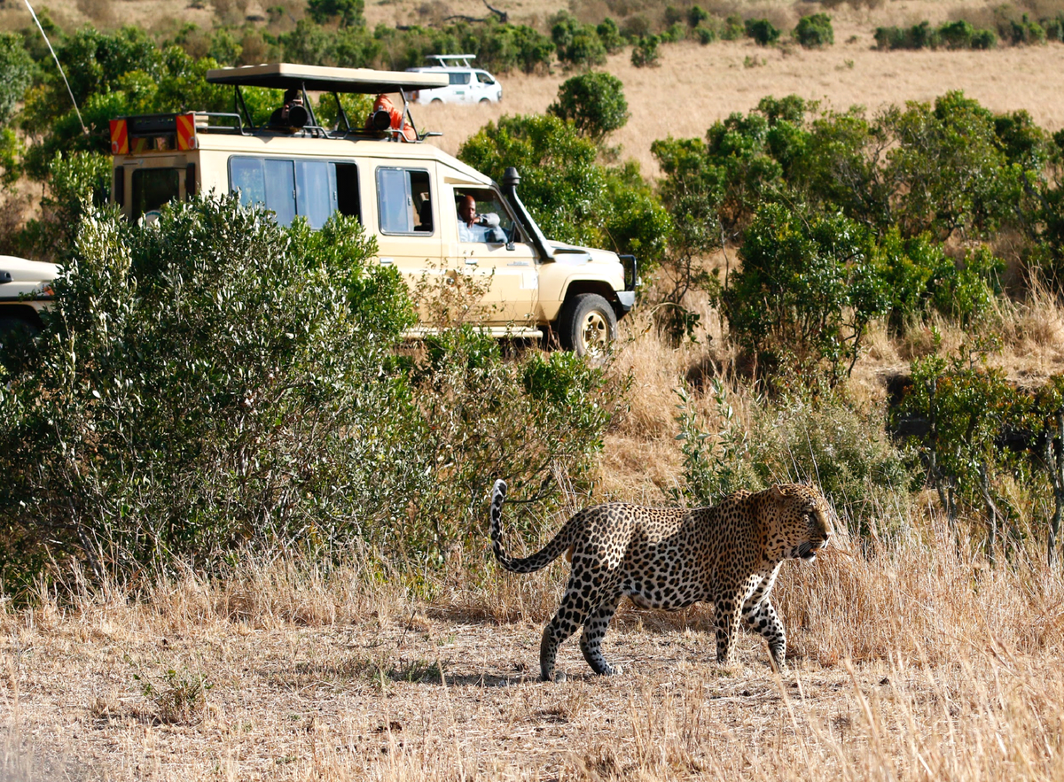 masai mara